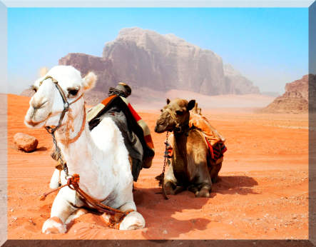 kamelen ofwel de schepen van de woestijn