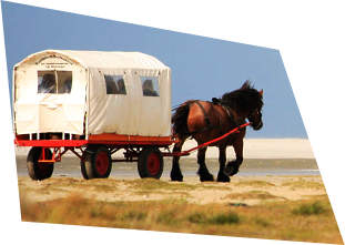 met paard en wagen over Schiermonnikoog
