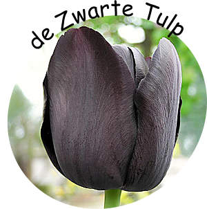 de Zwarte Tulp hoofdpersoon in de oude film deels gesitueerd in Haarlem Noordholland Nederland naar een boek van de Franse schrijver Alexandre Dumas van 1850