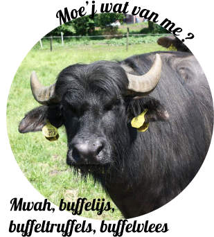Buffalo Farm Twente, met koeien en waterbuffels, en met de laatsten de eerste waterbuffel houderij/melkerij in Twente