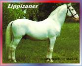 Lippizaner paarden / schimmels uit Lippica het huidige Slovenie