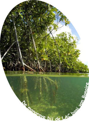 de Mangrove bomen bij het Lac meer / baai omlijsten een boottocht op Bonaire