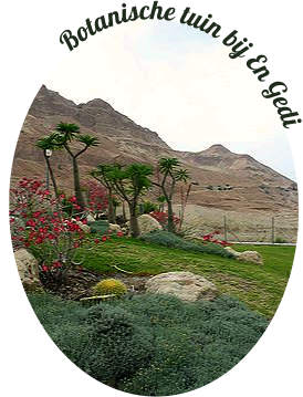de Botanische tuin bij kibboetz En Gedi in Israel bij de Dode Zee