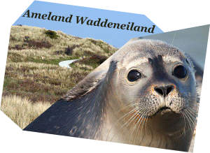 de Friese Waddeneilanden waaronder Ameland : een wereld van zand, duinen, strand, relaxen, wellness, zee en zeehonden